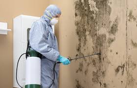 Biohazard Mold Removal in Medina, NY